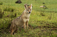 Golden wolf - Ngorongoro
