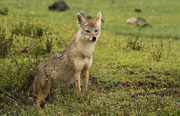 Golden wolf - Ngorongoro