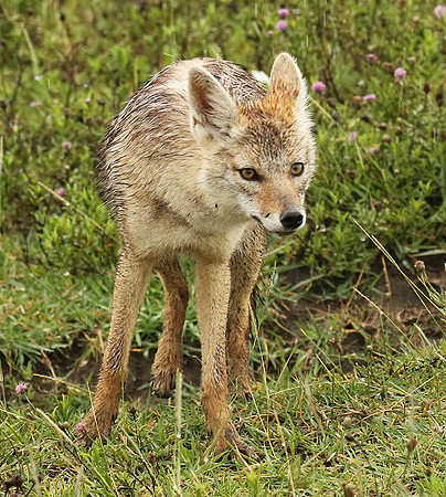 Golden wolf - Ngorongoro