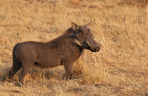 Matetsi private game reserve