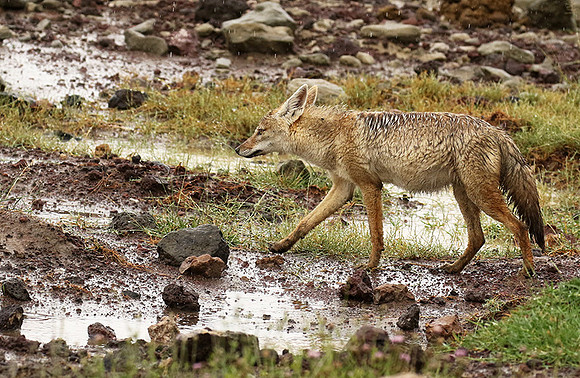 Golden wolf - Ngorongoro