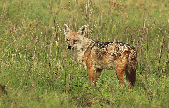 Golden wolf - Ngorongoro