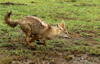 Golden wolf - Ngorongoro