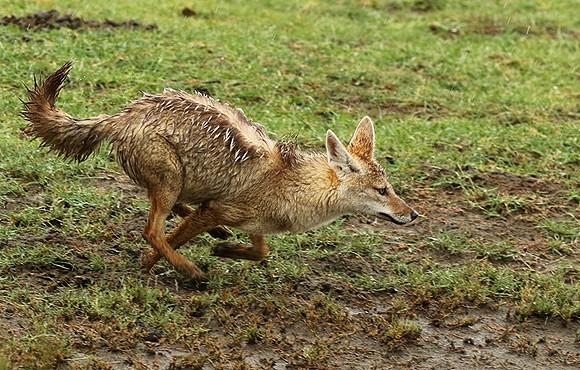 Golden wolf - Ngorongoro