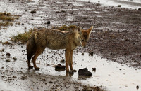 Golden wolf - Ngorongoro