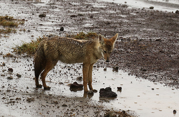 Golden wolf - Ngorongoro