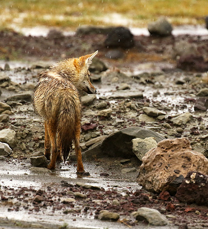 Golden wolf - Ngorongoro