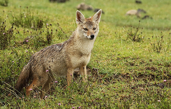 Golden wolf - Ngorongoro