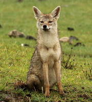 Golden wolf - Ngorongoro