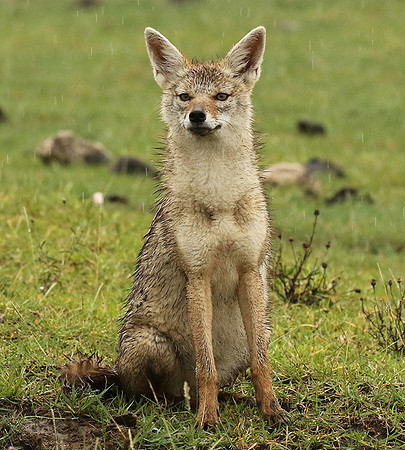Golden wolf - Ngorongoro