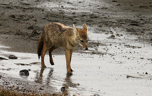 Golden wolf - Ngorongoro