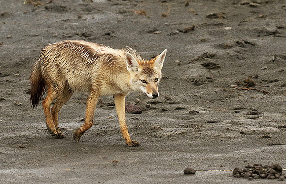 Golden wolf - Ngorongoro