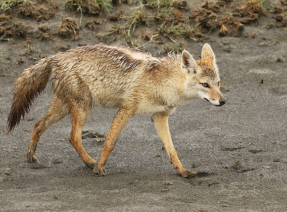 Golden wolf - Ngorongoro