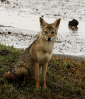 Golden wolf - Ngorongoro
