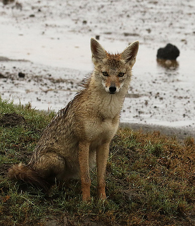 Golden wolf - Ngorongoro