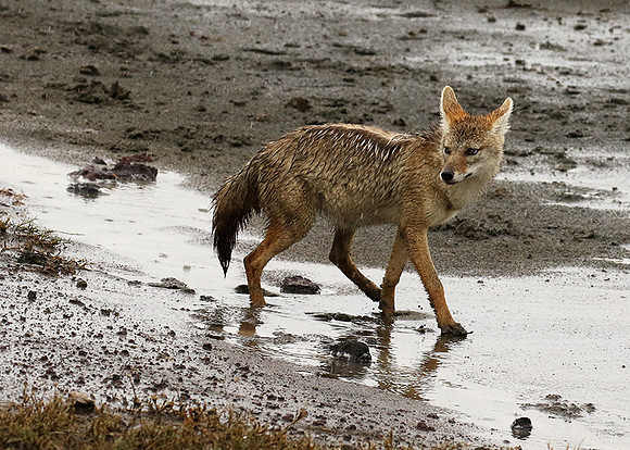 Golden wolf - Ngorongoro