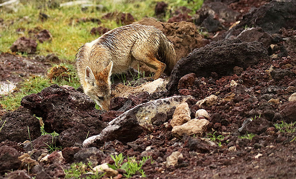 Golden wolf - Ngorongoro