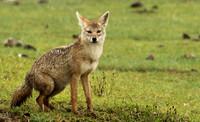 Golden wolf - Ngorongoro