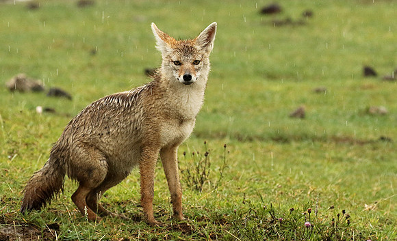 Golden wolf - Ngorongoro