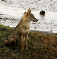 Golden wolf - Ngorongoro