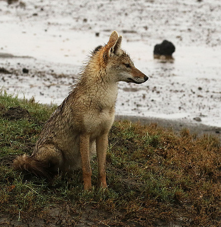 Golden wolf - Ngorongoro