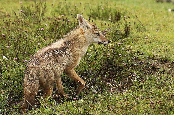 Golden wolf - Ngorongoro