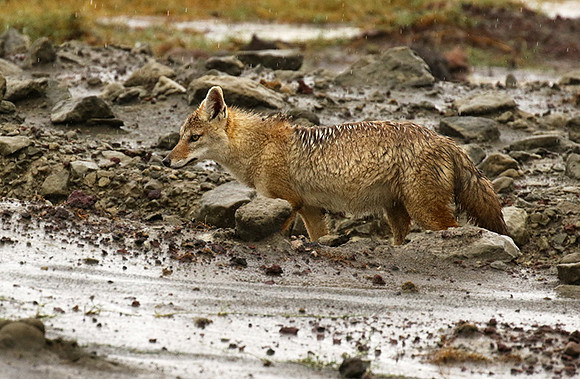 Golden wolf - Ngorongoro