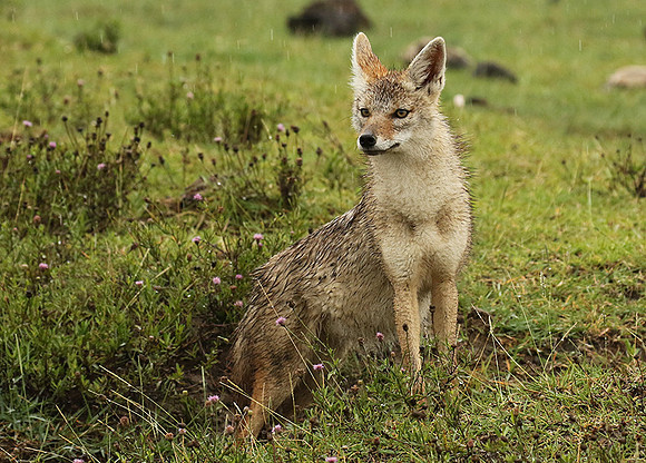 Golden wolf - Ngorongoro