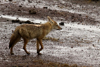 Golden wolf - Ngorongoro