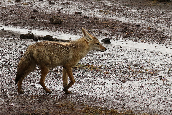 Golden wolf - Ngorongoro