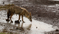 Golden wolf - Ngorongoro