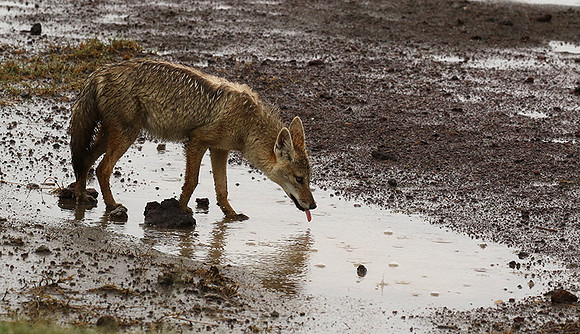 Golden wolf - Ngorongoro