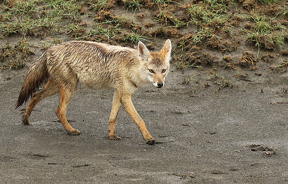 Golden wolf - Ngorongoro