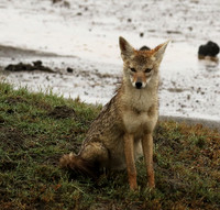 Golden wolf - Ngorongoro