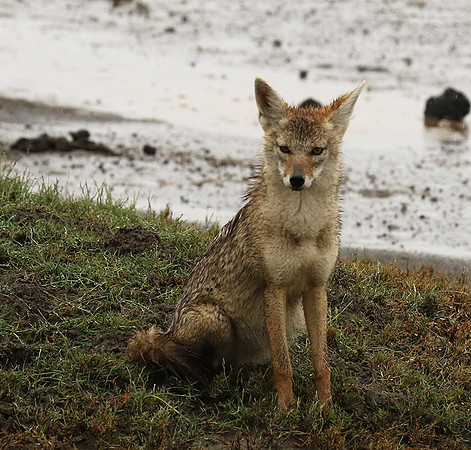 Golden wolf - Ngorongoro