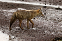 Golden wolf - Ngorongoro