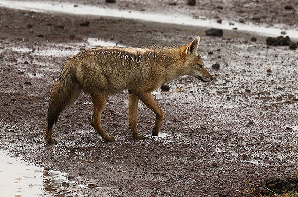 Golden wolf - Ngorongoro