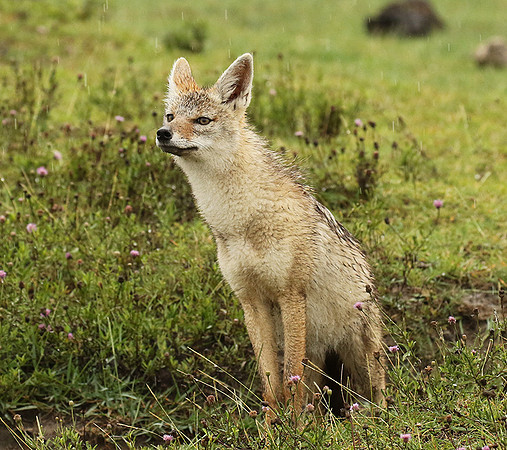 Golden wolf - Ngorongoro