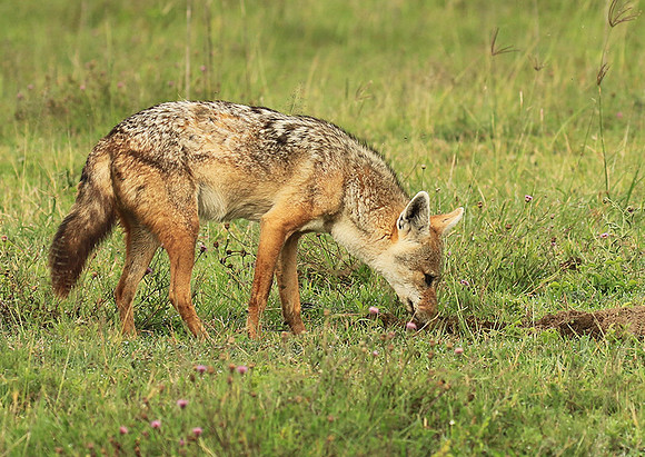 Golden wolf - Ngorongoro