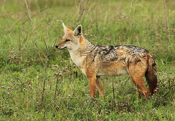 Golden wolf - Ngorongoro