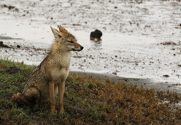 Golden wolf - Ngorongoro