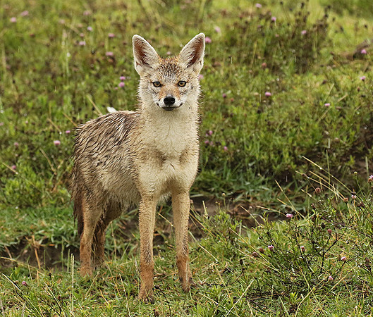 Golden wolf - Ngorongoro
