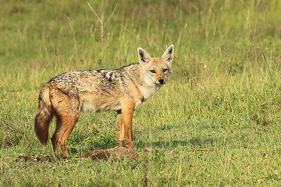 Golden wolf - Ngorongoro
