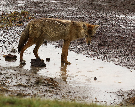 Golden wolf - Ngorongoro
