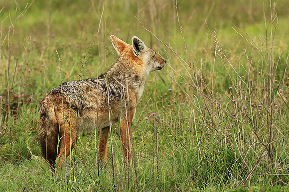 Golden wolf - Ngorongoro