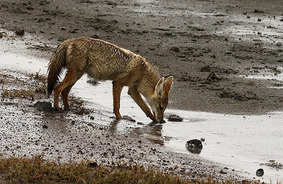 Golden wolf - Ngorongoro