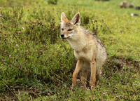 Golden wolf - Ngorongoro