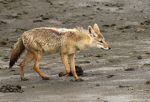 Golden wolf - Ngorongoro