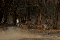 Mana Pools NP