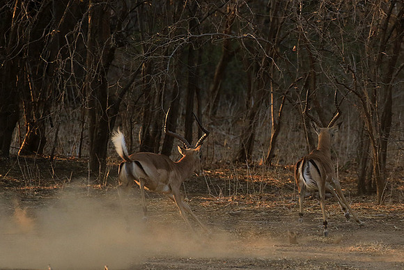 Mana Pools NP